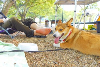 ペット 川遊び 犬 キャンプ バーベキュー コーギー