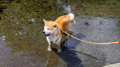 川遊び 犬 夏 泳ぐ